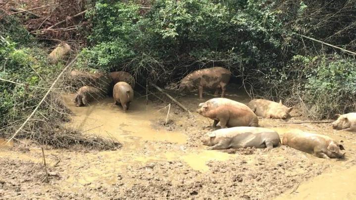 一天只卖一头猪卖完就下班,一天只卖一头猪