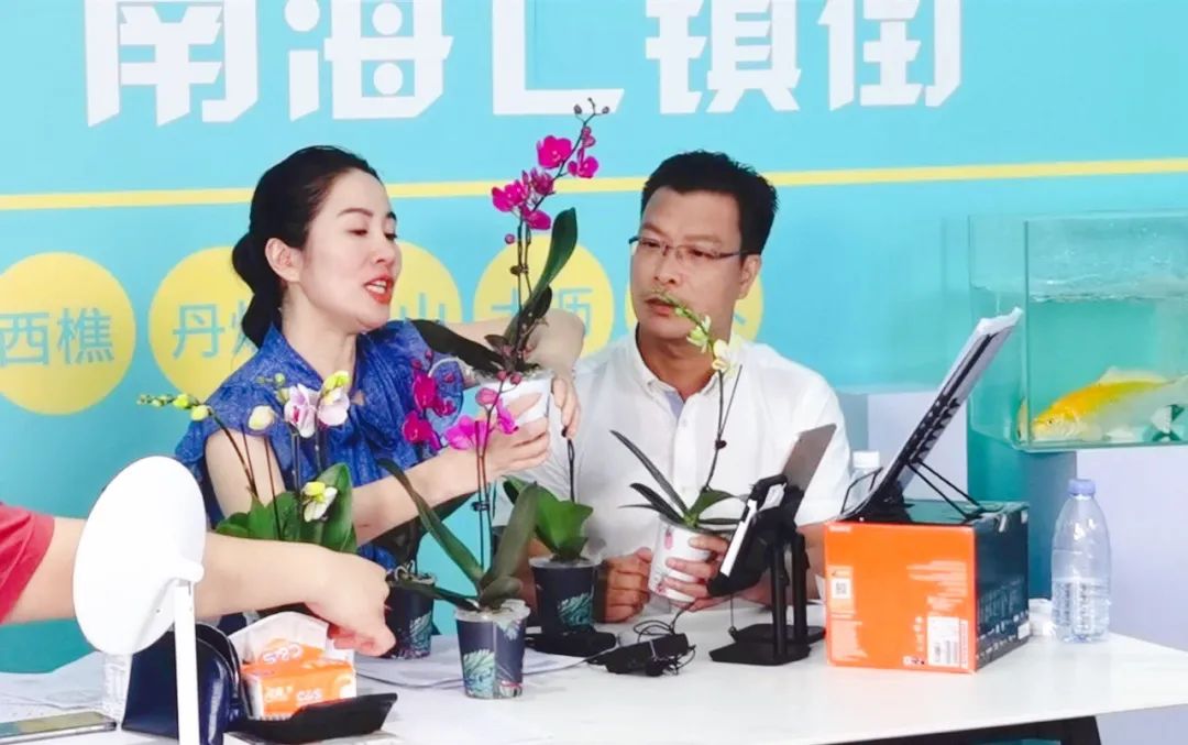 广东翁源兰花年产值超30亿,蝴蝶兰广东年产量