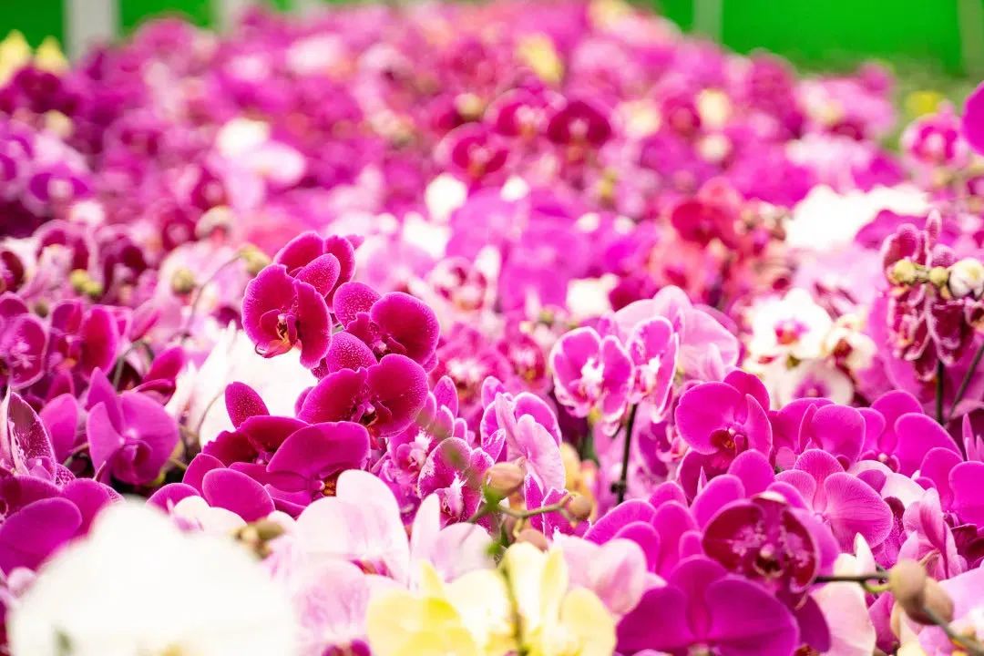 广东翁源兰花年产值超30亿,蝴蝶兰广东年产量