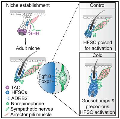 秃头少年有救了胎毛刘海,秃头少年竟然长出了头发