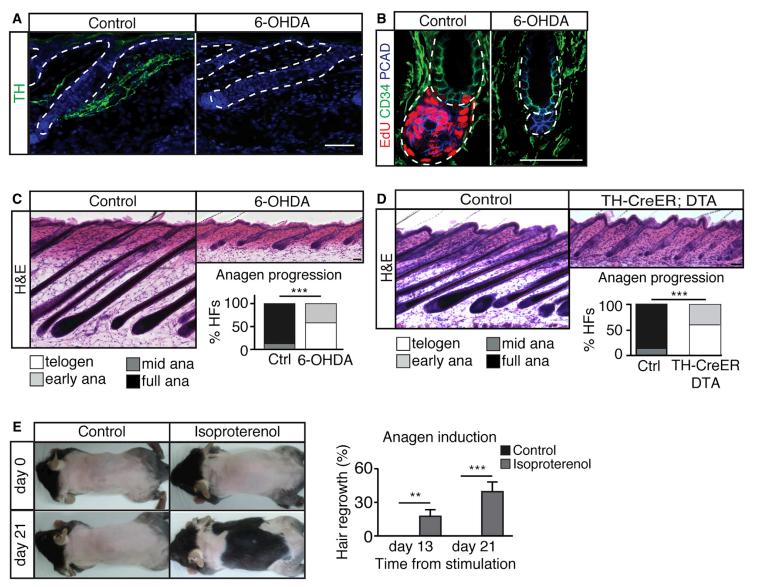 秃头少年有救了胎毛刘海,秃头少年竟然长出了头发