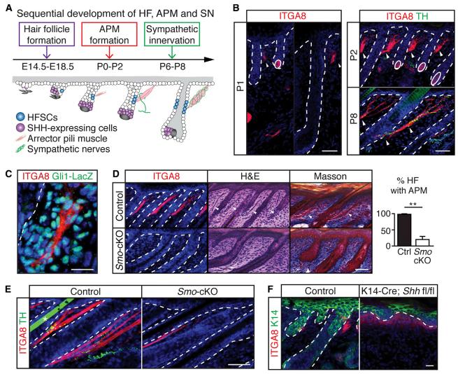 秃头少年有救了胎毛刘海,秃头少年竟然长出了头发