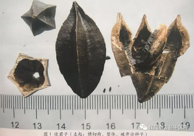 亦花亦药开脾胃，驱虫消积使君子