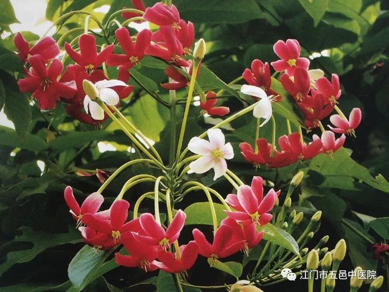 亦花亦药开脾胃，驱虫消积使君子