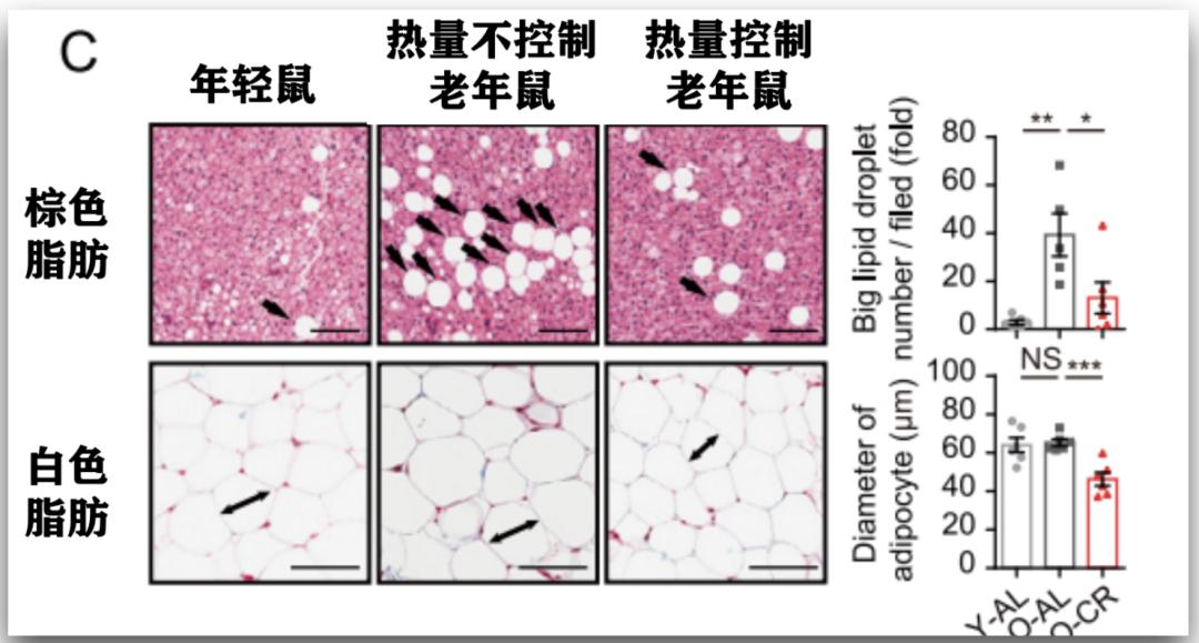 许晴vs钟丽缇：冻龄女神靠遗传还是靠努力？能学能用的超长待机法是？