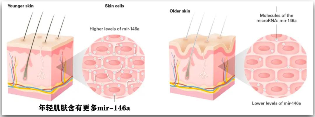 许晴vs钟丽缇：冻龄女神靠遗传还是靠努力？能学能用的超长待机法是？