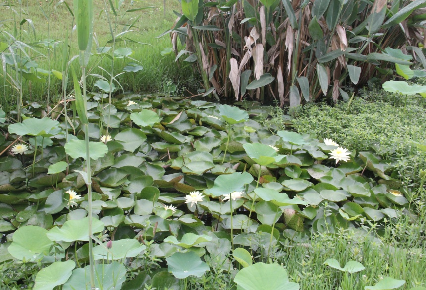 这个因“花博会”而即将腾飞的小镇，你了解吗？