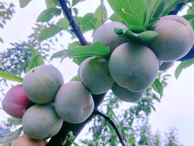 这个因“花博会”而即将腾飞的小镇，你了解吗？