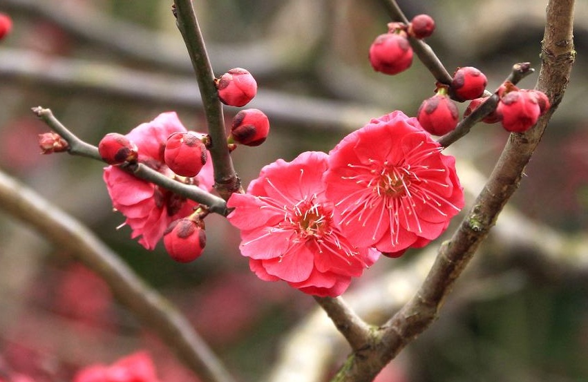 这个因“花博会”而即将腾飞的小镇，你了解吗？