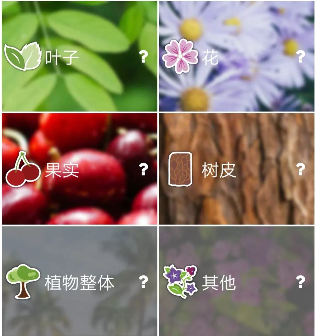 娉曞浗鐣欏鍜ㄨapp鎺ㄨ崘,娉曞浗鐣欏鑷鍏ラ棬app