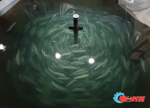 烟台民营企业隐形冠军,智慧农业助力春耕生产降本增效