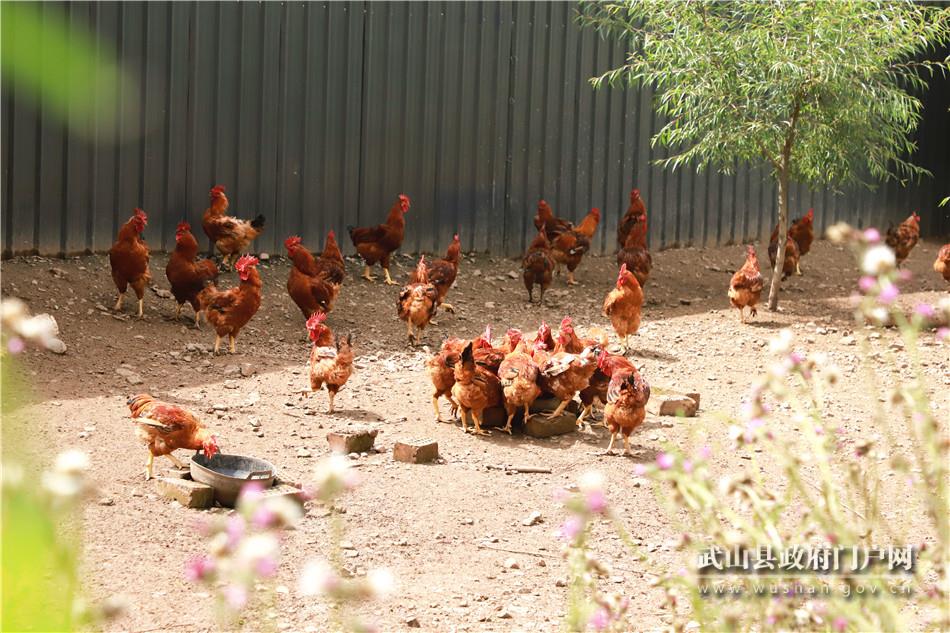 山丹搭建平台创业,武山县山丹供销综合服务社