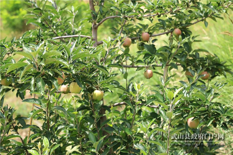 山丹搭建平台创业,武山县山丹供销综合服务社