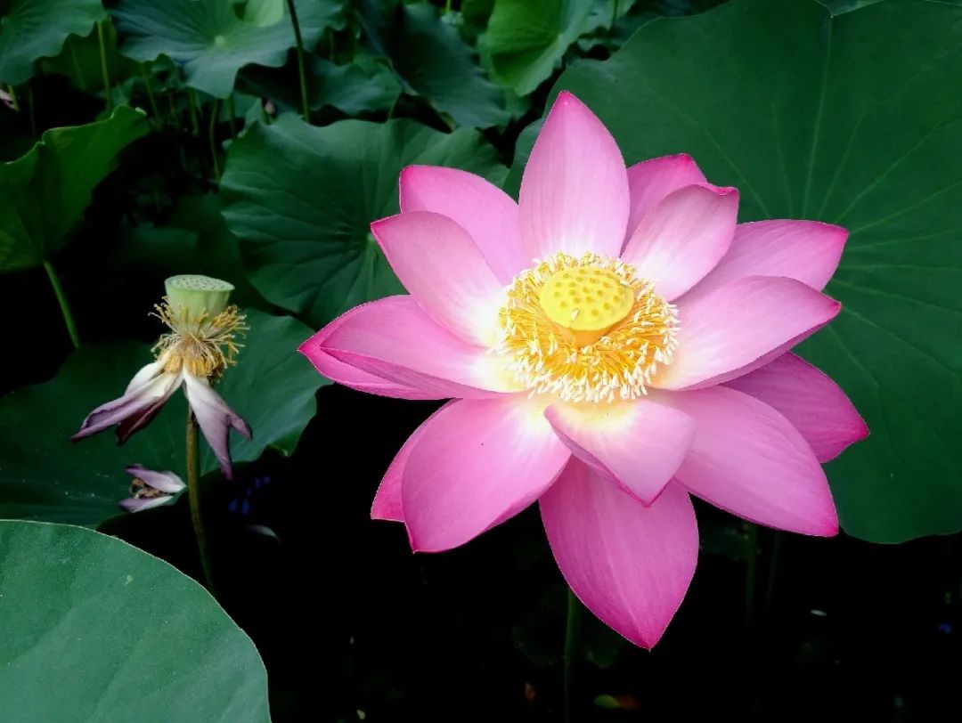 荷花和莲花是一回事吗,莲花荷花是同一种花吗