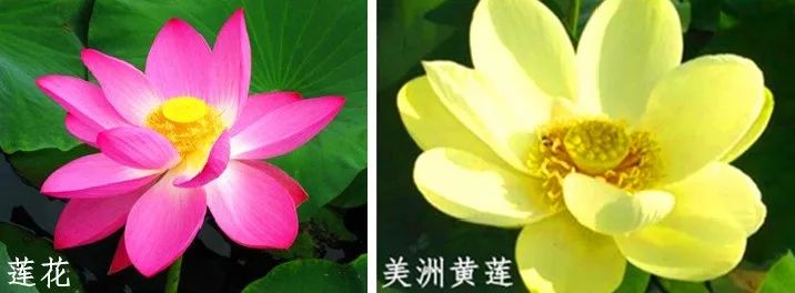 荷花和莲花是一回事吗,莲花荷花是同一种花吗