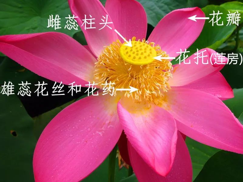 荷花和莲花是一回事吗,莲花荷花是同一种花吗