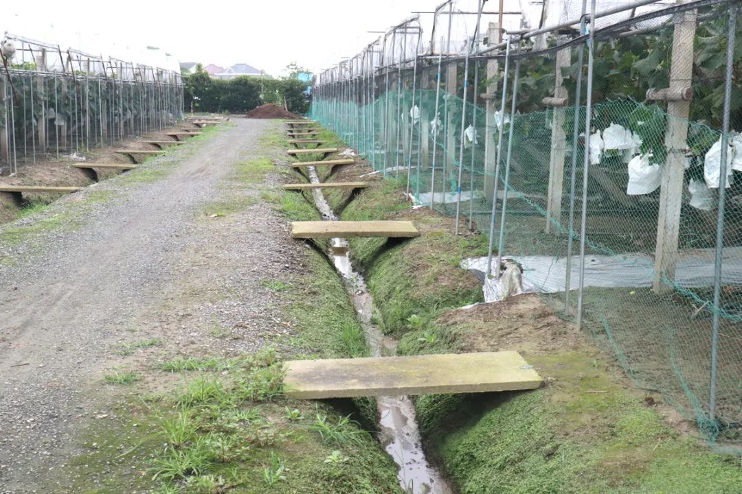 马陆葡萄几月当季,超长的梅雨季