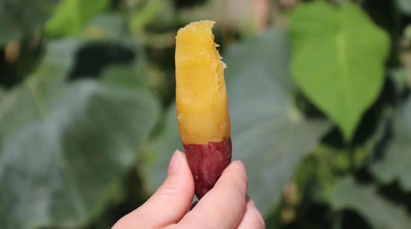 临安天目山小香薯粉糯香甜,天目山小香薯新鲜现挖