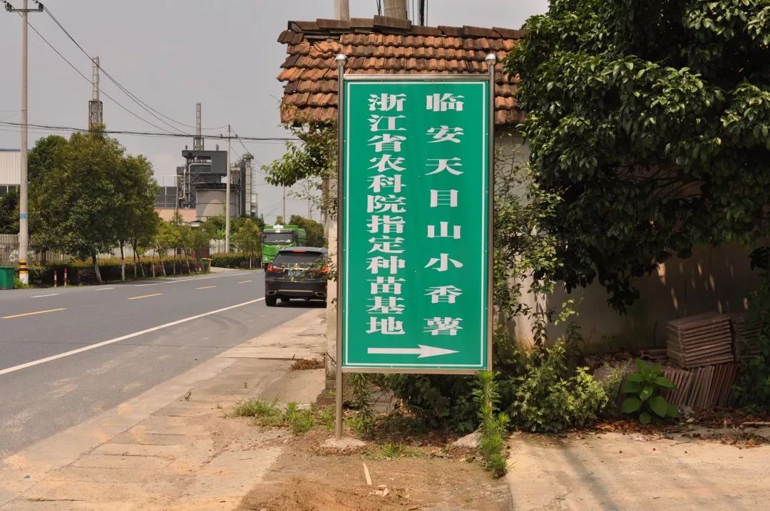 临安天目山小香薯粉糯香甜,天目山小香薯新鲜现挖