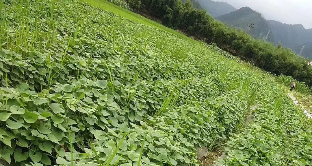 临安天目山小香薯粉糯香甜,天目山小香薯新鲜现挖