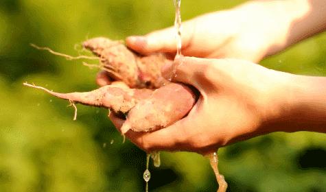 临安天目山小香薯粉糯香甜,天目山小香薯新鲜现挖