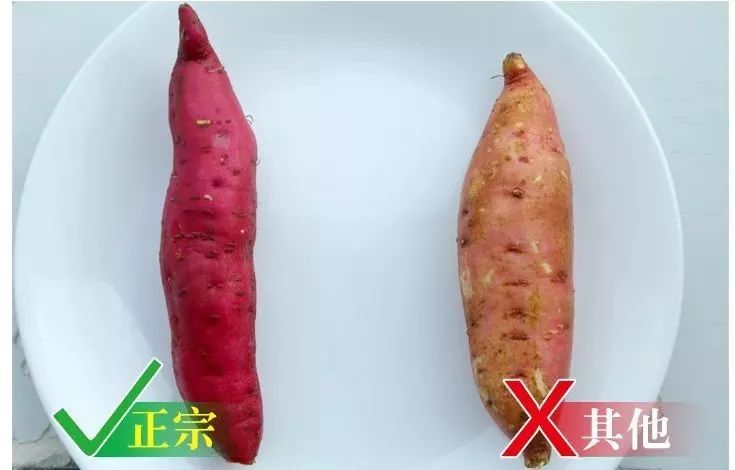 临安天目山小香薯粉糯香甜,天目山小香薯新鲜现挖