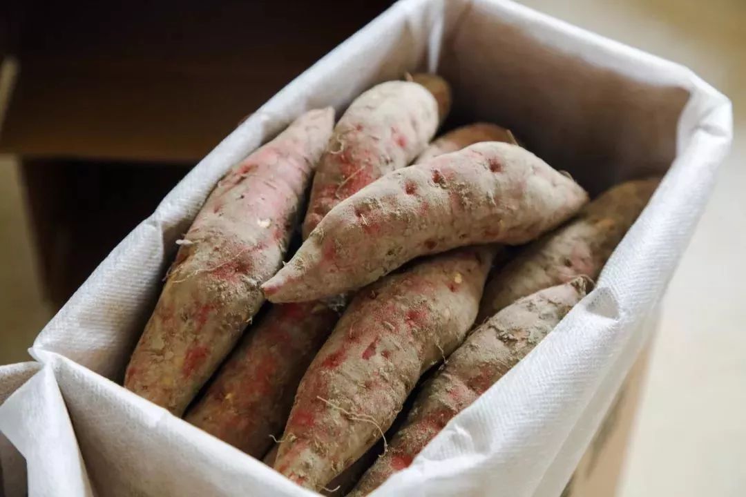 临安天目山小香薯粉糯香甜,天目山小香薯新鲜现挖