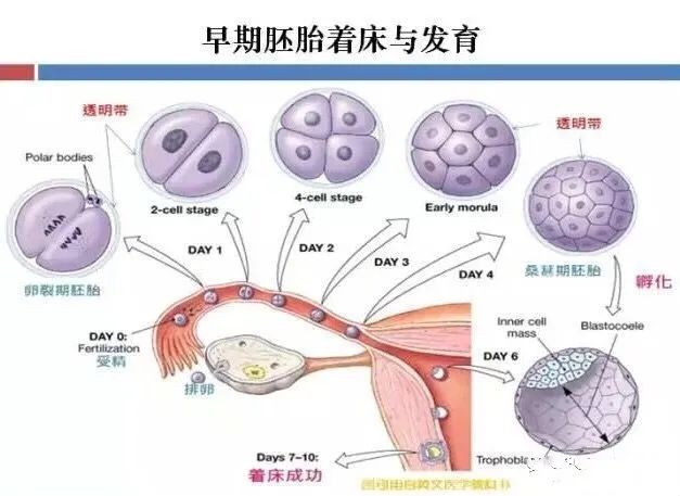 「生殖吧」空孕囊、胚胎停育,究竟是怎么一回事?