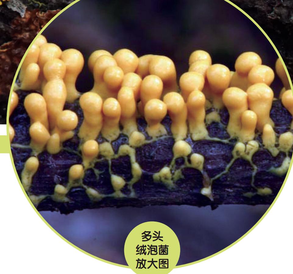 像神奇宝贝的动物视频,神奇宝贝臭泥蛙进化