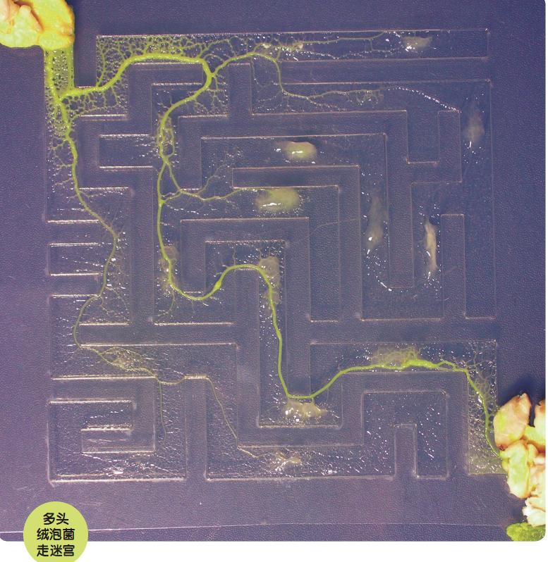 像神奇宝贝的动物视频,神奇宝贝臭泥蛙进化