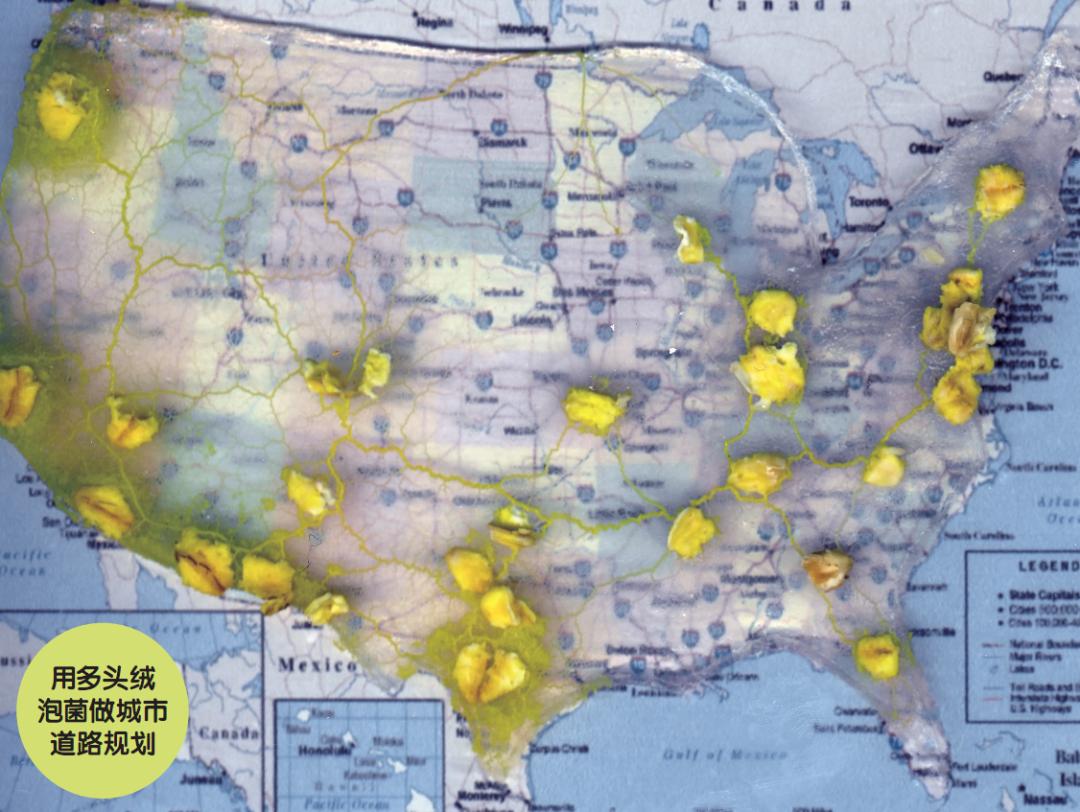 像神奇宝贝的动物视频,神奇宝贝臭泥蛙进化