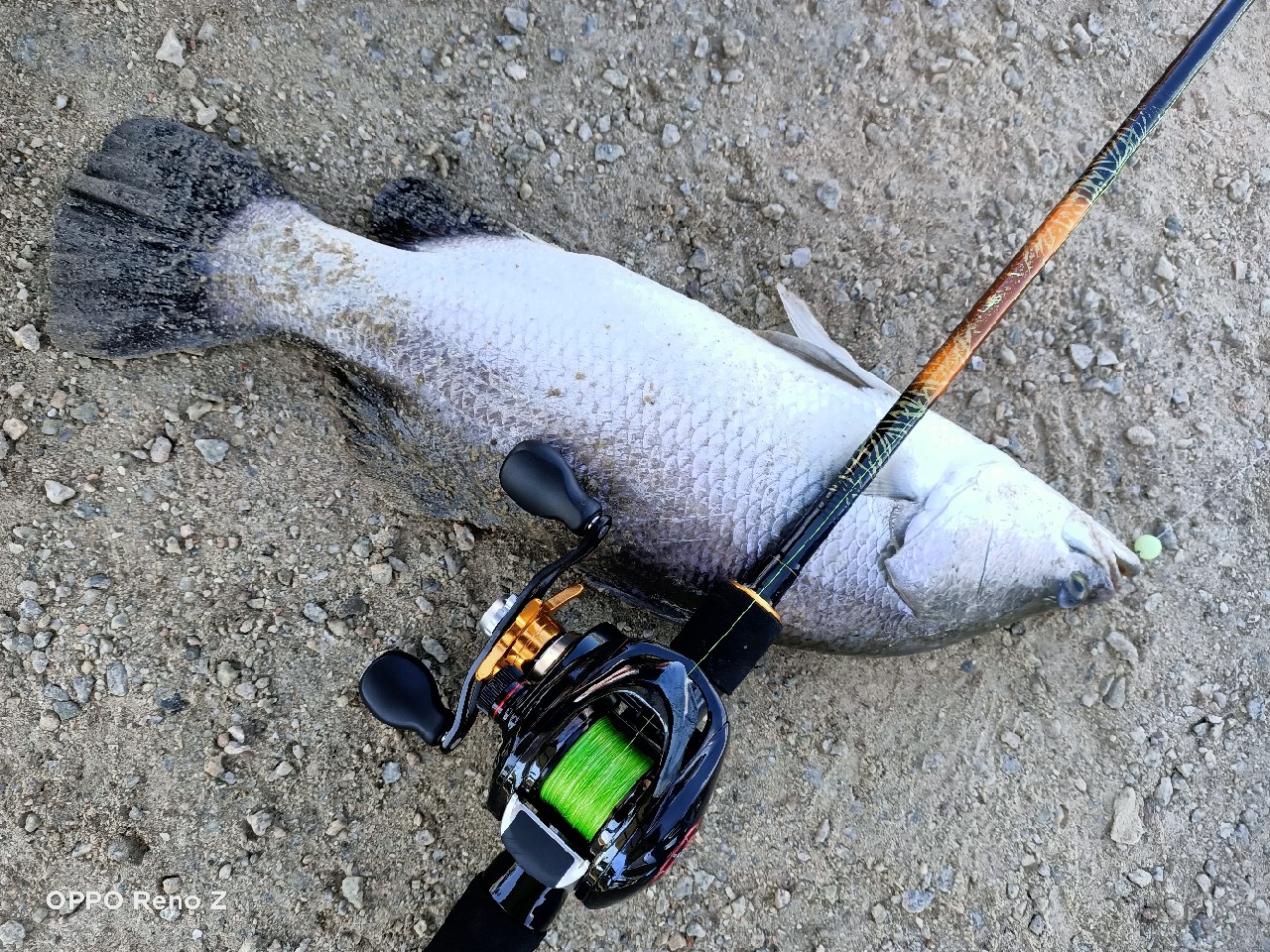 海钓初级篇新手进来看一看,海钓场专攻腊鱼教学