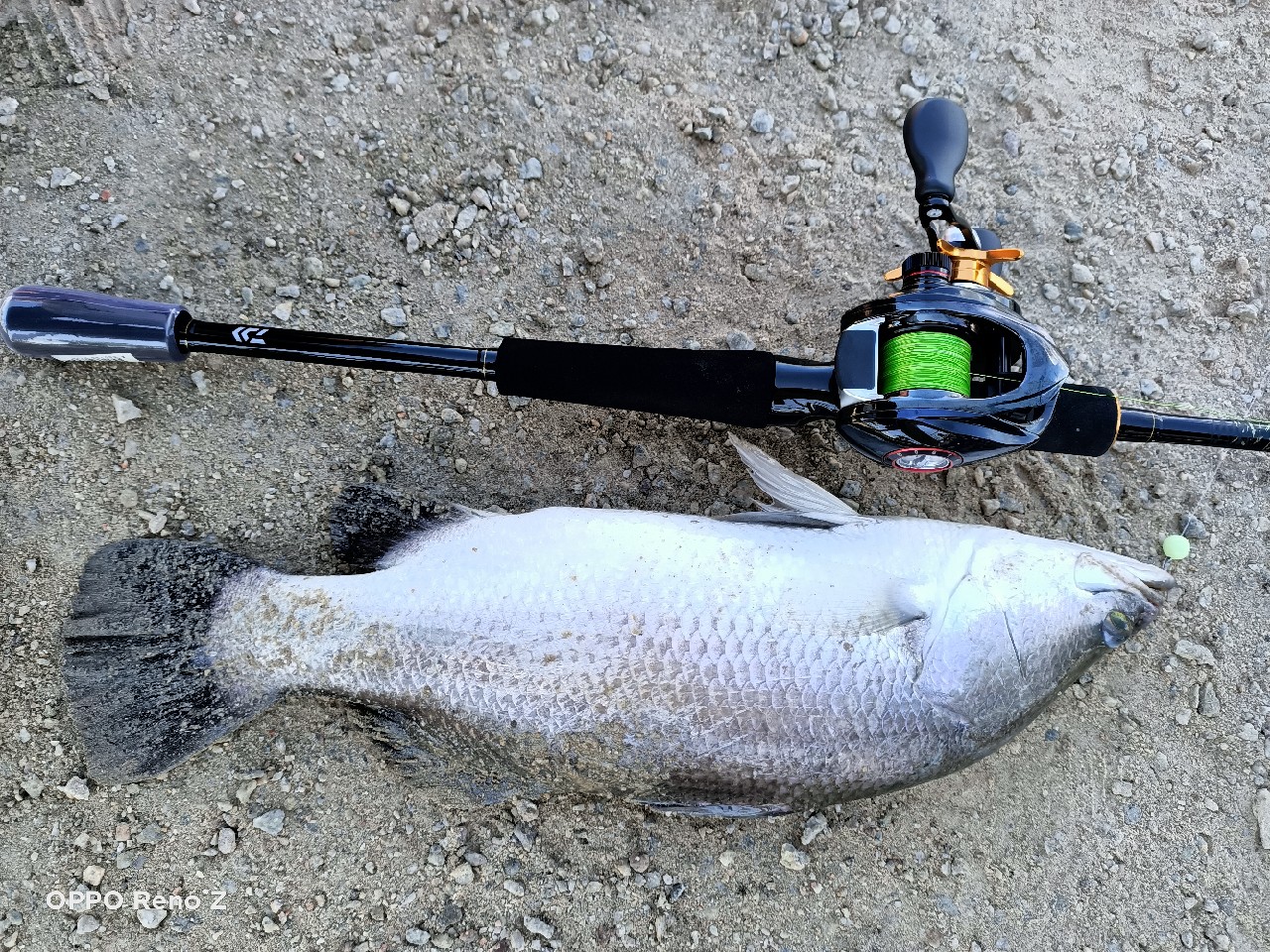 海钓初级篇新手进来看一看,海钓场专攻腊鱼教学