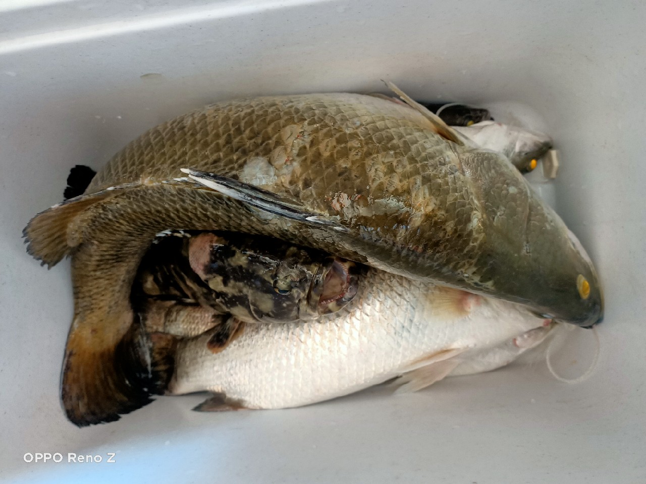 海钓初级篇新手进来看一看,海钓场专攻腊鱼教学