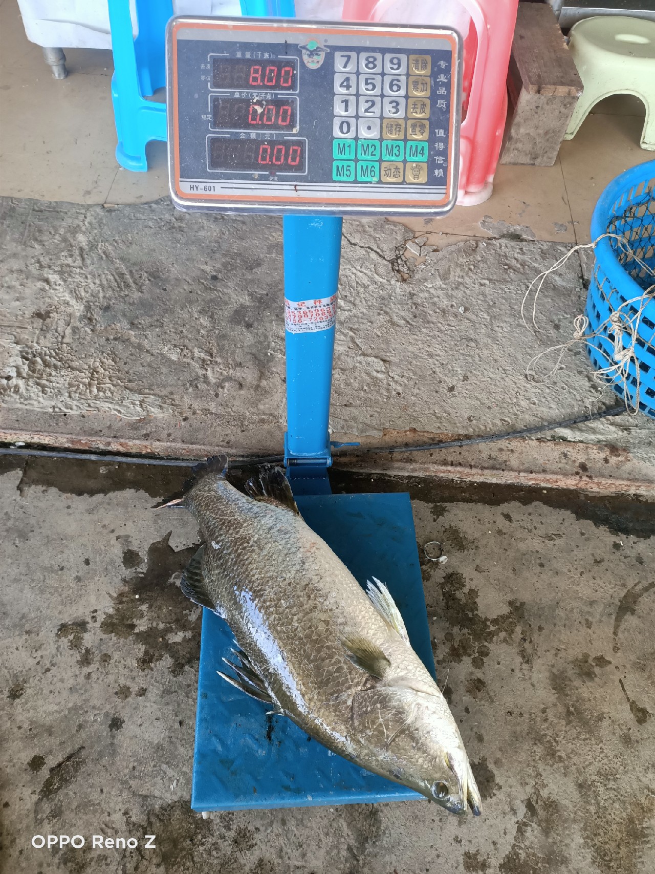 海钓初级篇新手进来看一看,海钓场专攻腊鱼教学