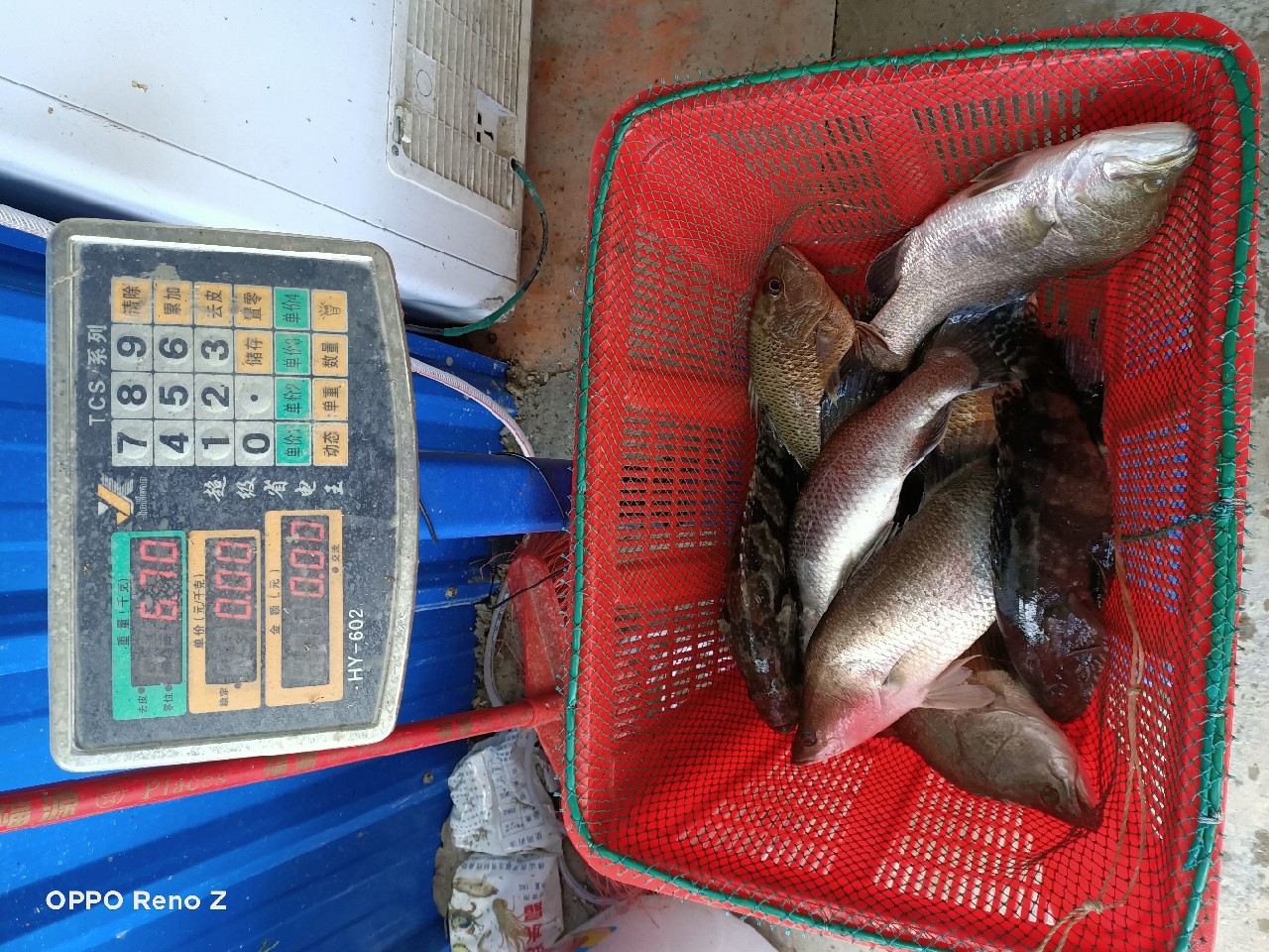 海钓初级篇新手进来看一看,海钓场专攻腊鱼教学