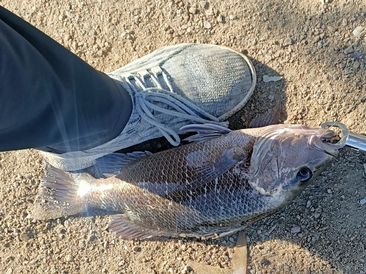 海钓初级篇新手进来看一看,海钓场专攻腊鱼教学