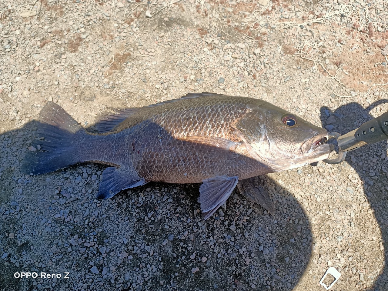 海钓初级篇新手进来看一看,海钓场专攻腊鱼教学