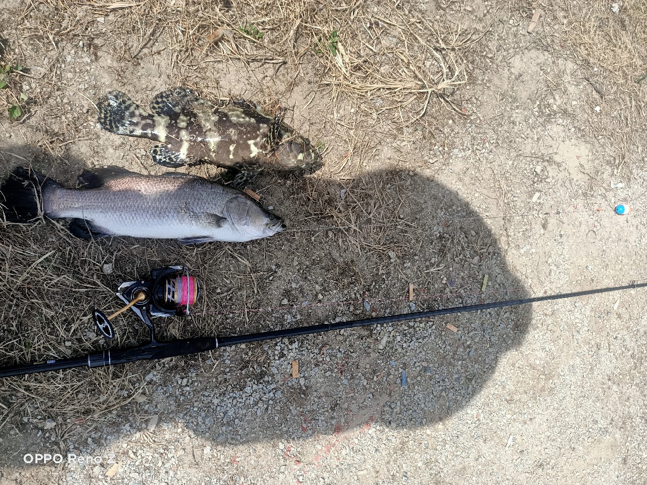 海钓初级篇新手进来看一看,海钓场专攻腊鱼教学