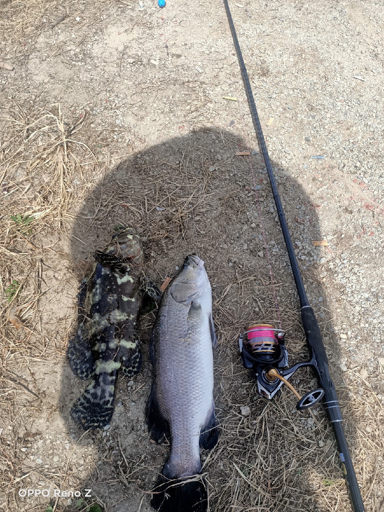 海钓初级篇新手进来看一看,海钓场专攻腊鱼教学