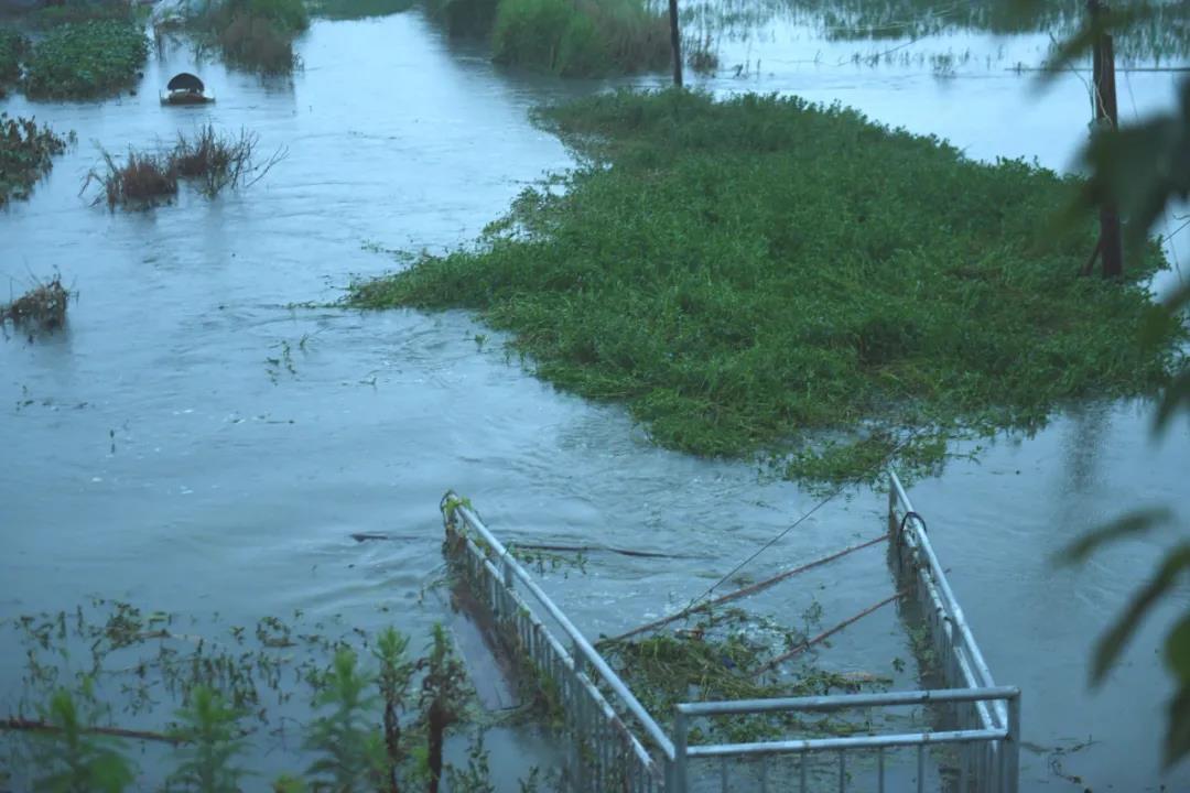 巢湖保卫战简介,直击太湖大堤防汛抗洪现场
