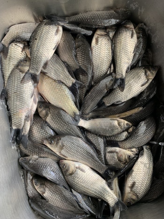 野钓技巧全攻略注意安全,几个野钓小技巧送给初学者