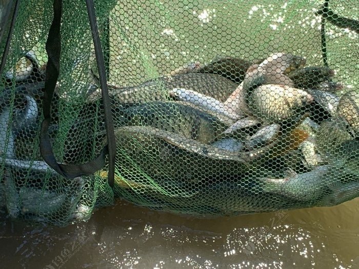 野钓技巧全攻略注意安全,几个野钓小技巧送给初学者