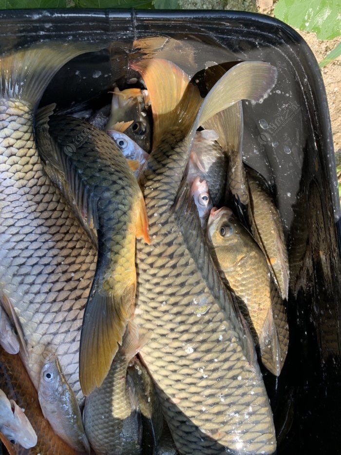 野钓技巧全攻略注意安全,几个野钓小技巧送给初学者