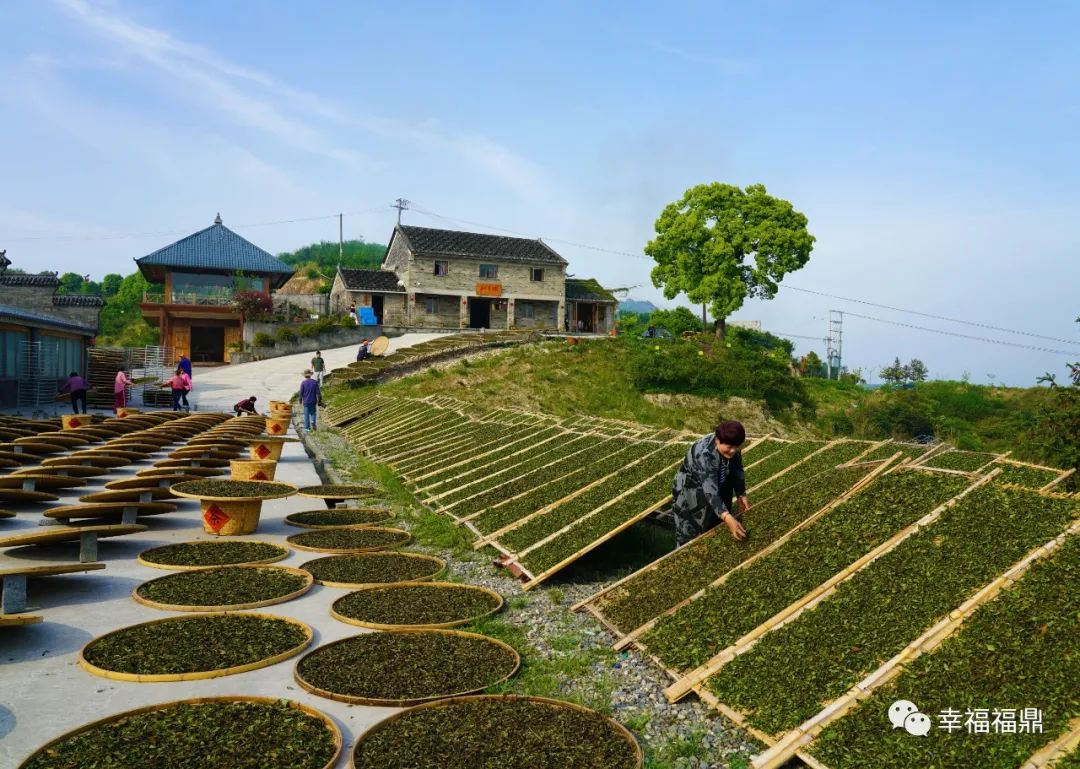 点头茶叶交易中心建设,点头镇茶叶城开发