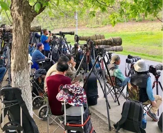 为了阻止一些中国大爷拍鸟，我们要给他们安利这个