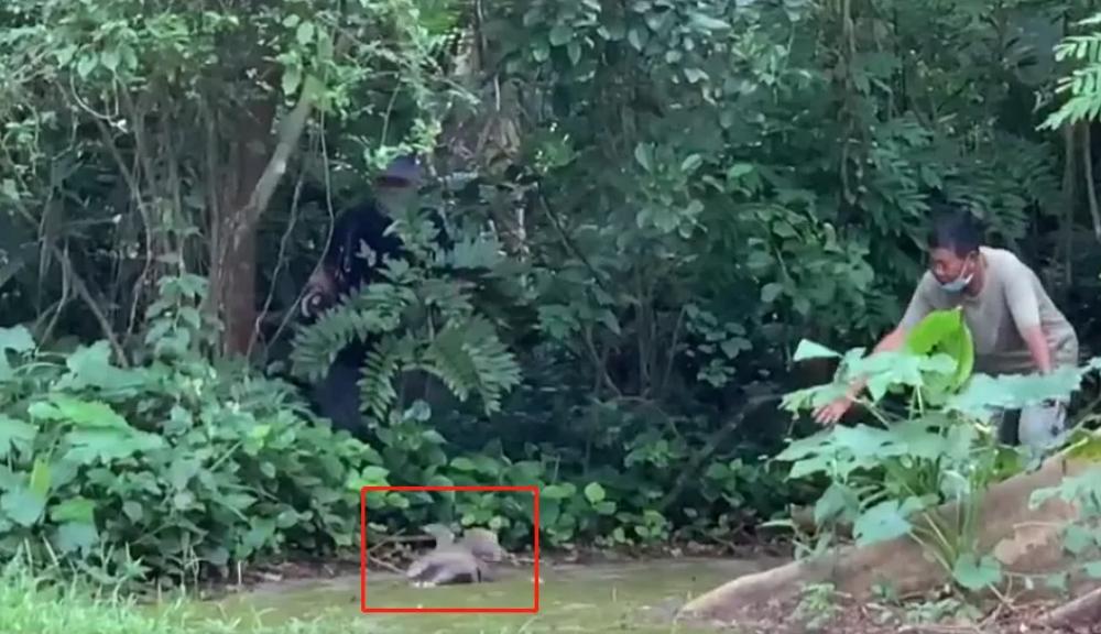 为了阻止一些中国大爷拍鸟，我们要给他们安利这个