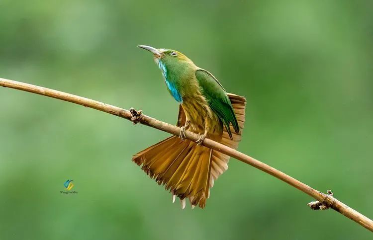 为了阻止一些中国大爷拍鸟，我们要给他们安利这个