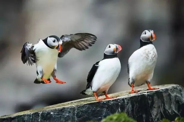 为了阻止一些中国大爷拍鸟，我们要给他们安利这个