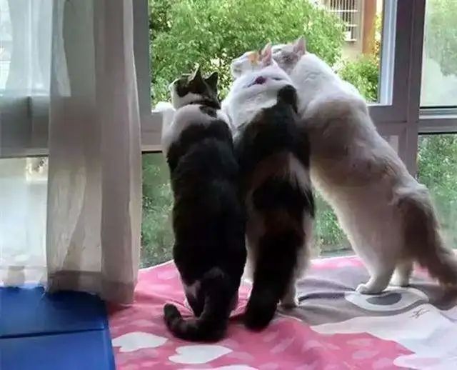 为了阻止一些中国大爷拍鸟，我们要给他们安利这个